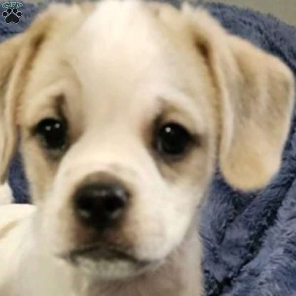 Polarbear, Pug Mix Puppy